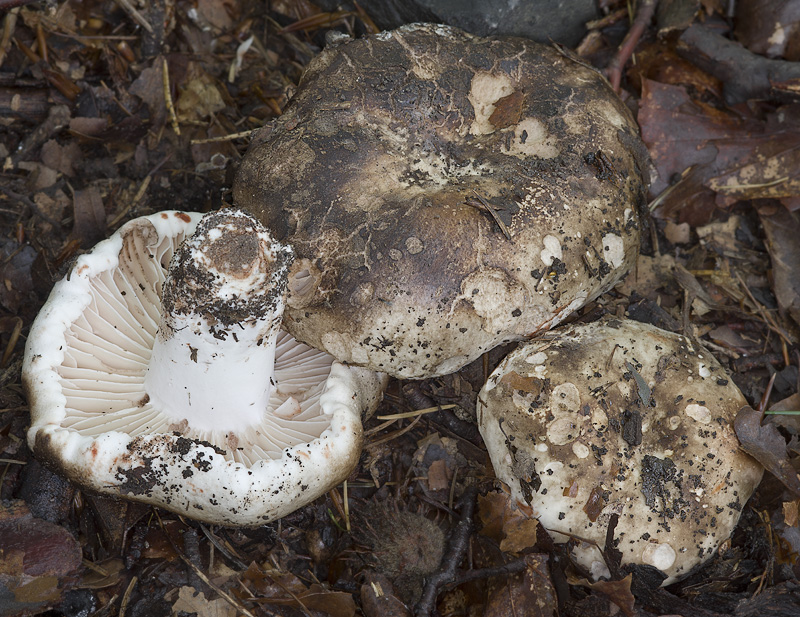 Russula nigricans